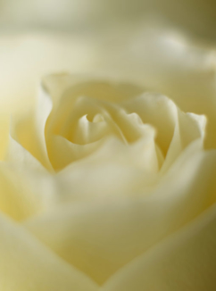 extreme close up of a white rose with soft focus