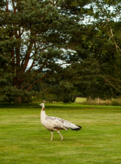 A peacock in the garden next to the gazebo at Mercure Maidstone Great Danes Hotel