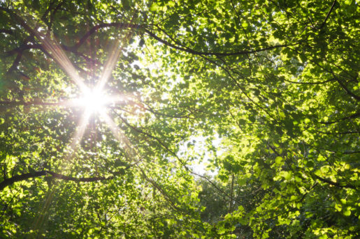 Sunshine coming through leafy trees in a woodland setting.